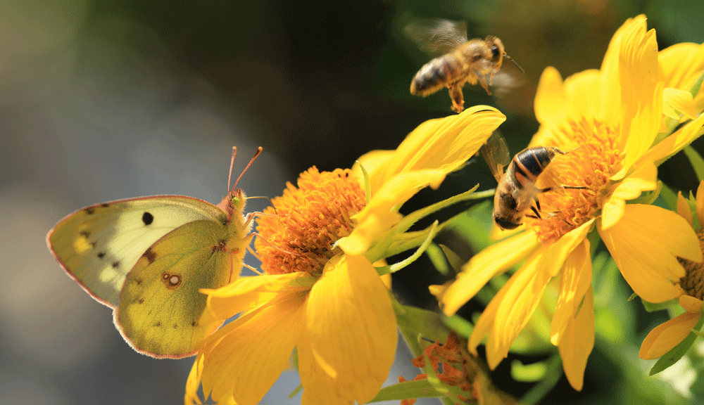 Schmetterling und Biene auf Blüte