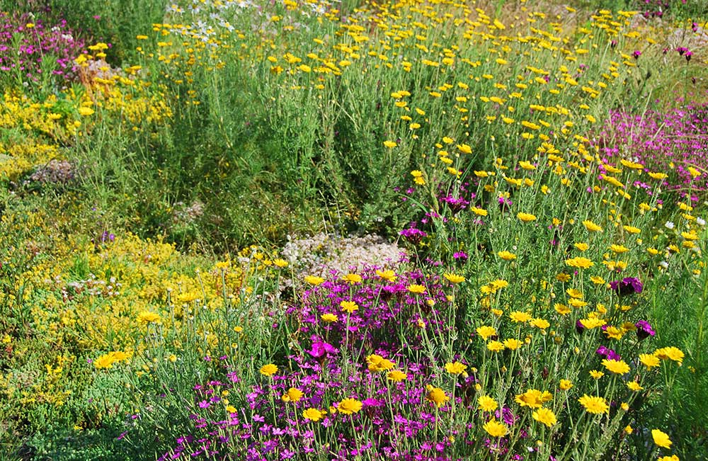 Blüten Wiese