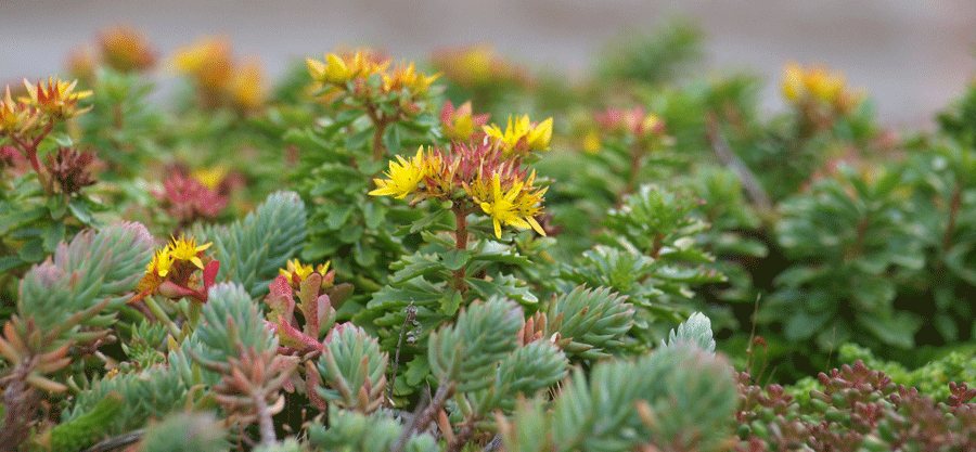 Sedum Blüte