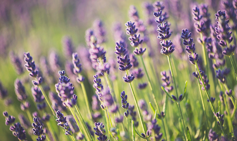 Lavendel