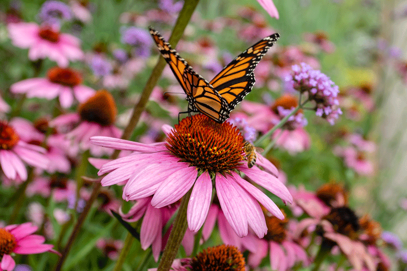 Schmetterling auf Blüte