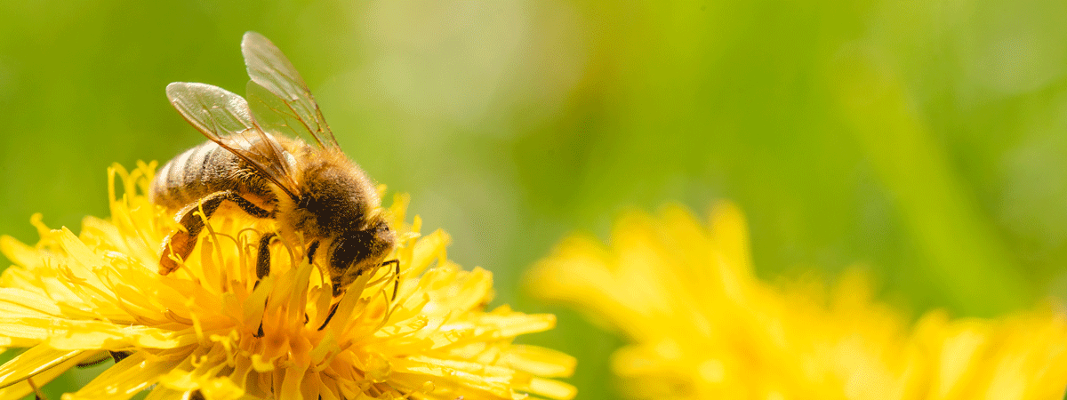 Biene auf gelber Blüte