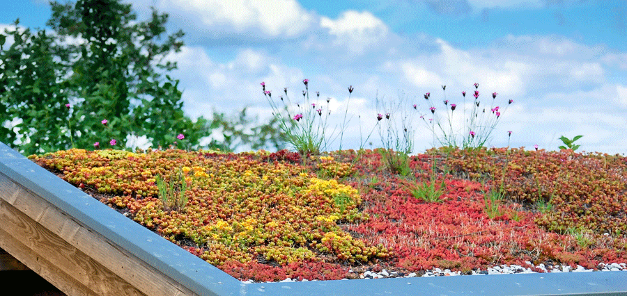 Begrüntes Holzdach mit Sedum