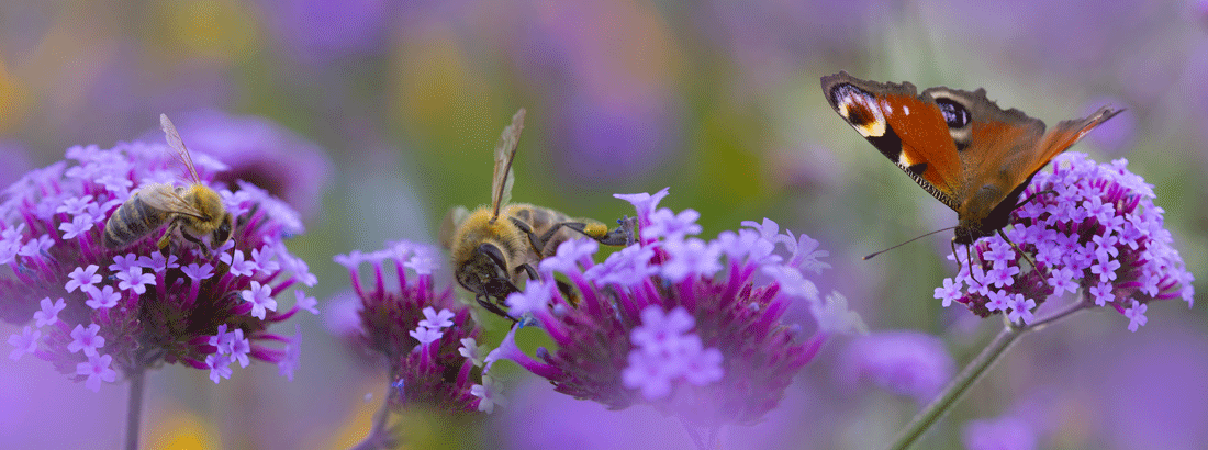 Bienen und Schmetterling auf Blüte