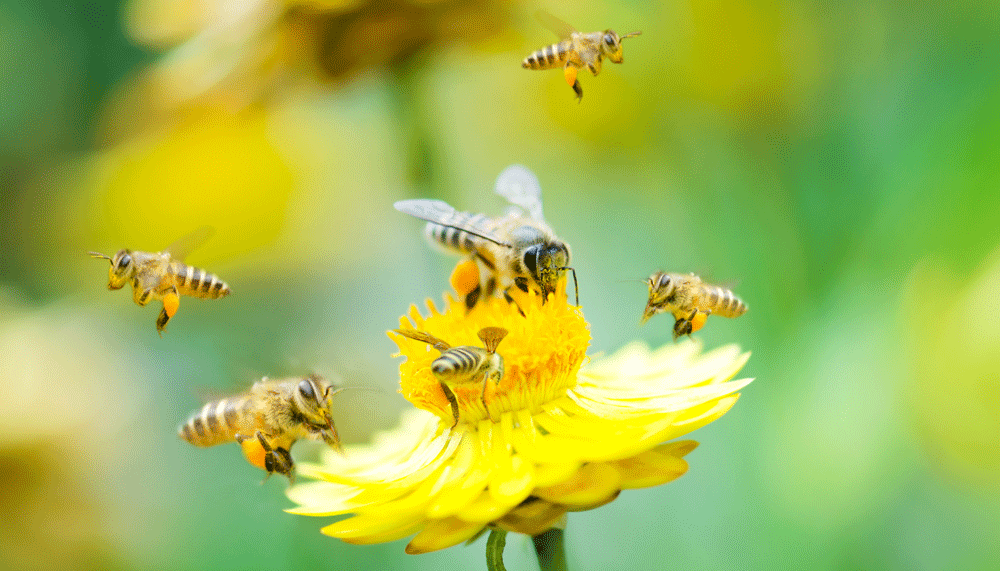 Bienen auf gelber Blüte