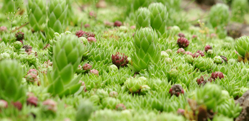 Sedum grün und rot