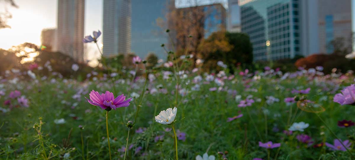 Blumenwiese in der Großstadt