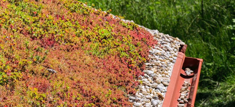 Sedum und Kiesel auf Dach