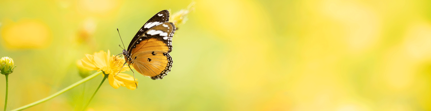 Schmetterling auf gelber Blüte