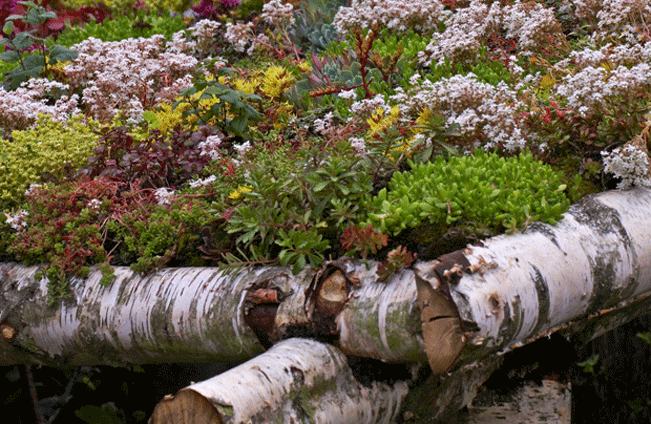 Dachbegrünung Holzdach