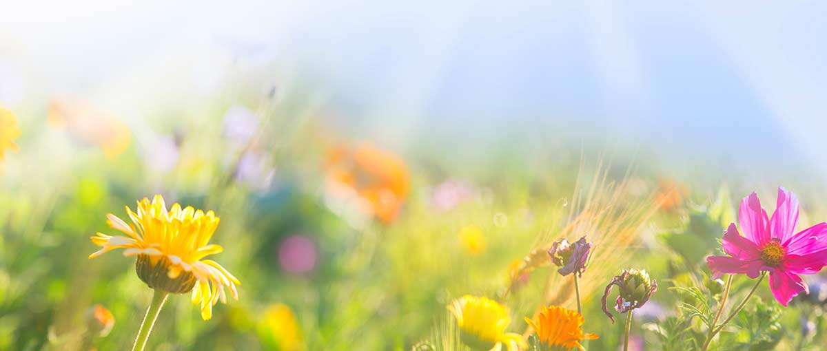 Bunte Blumenwiese