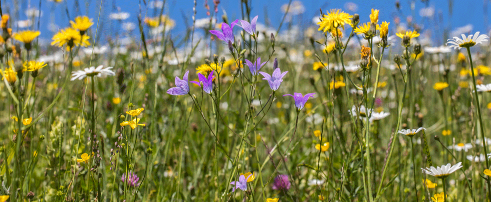 Blumenwiese Blüten