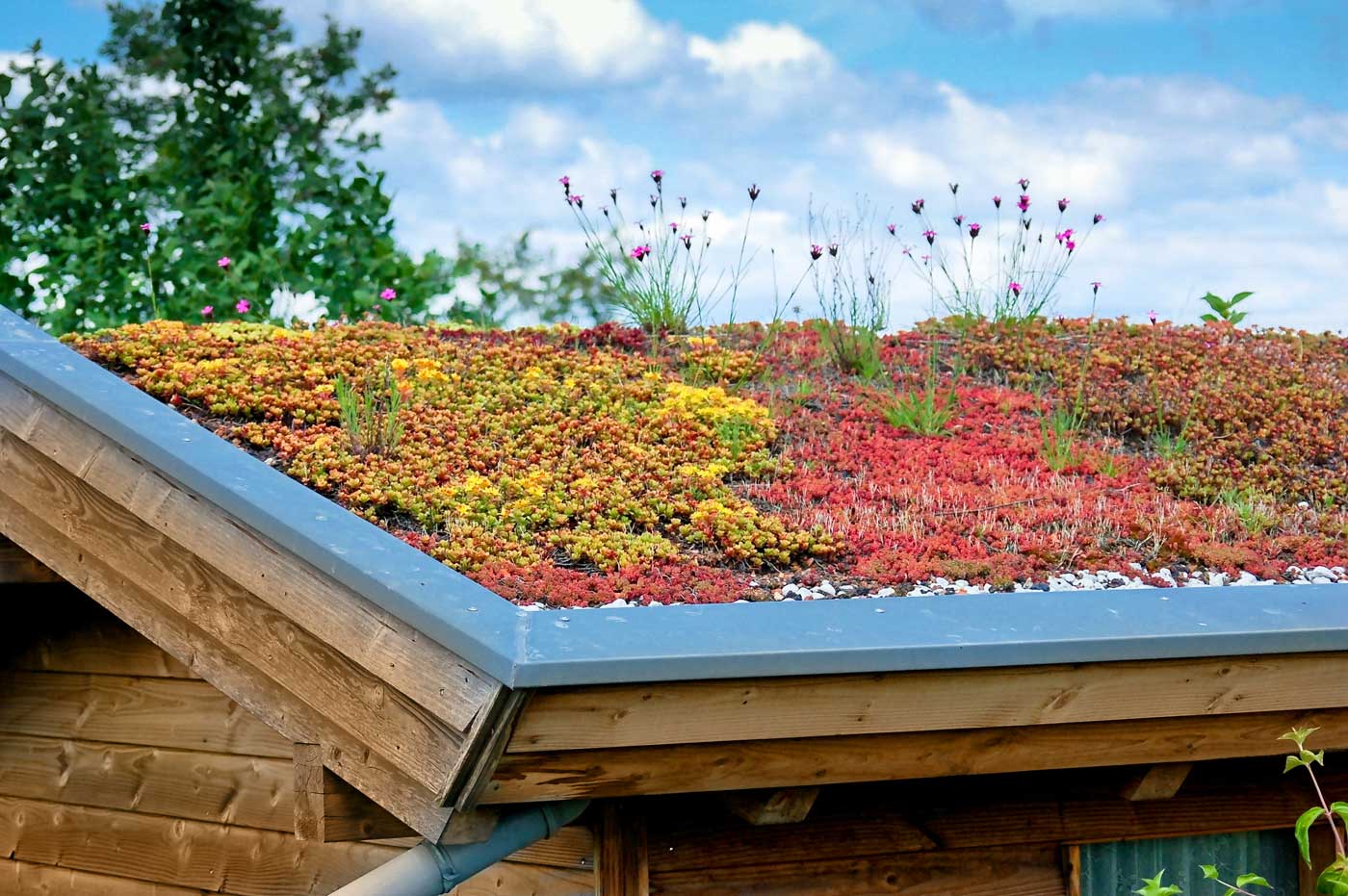 Dachbegrünung für Dein Gartenhaus