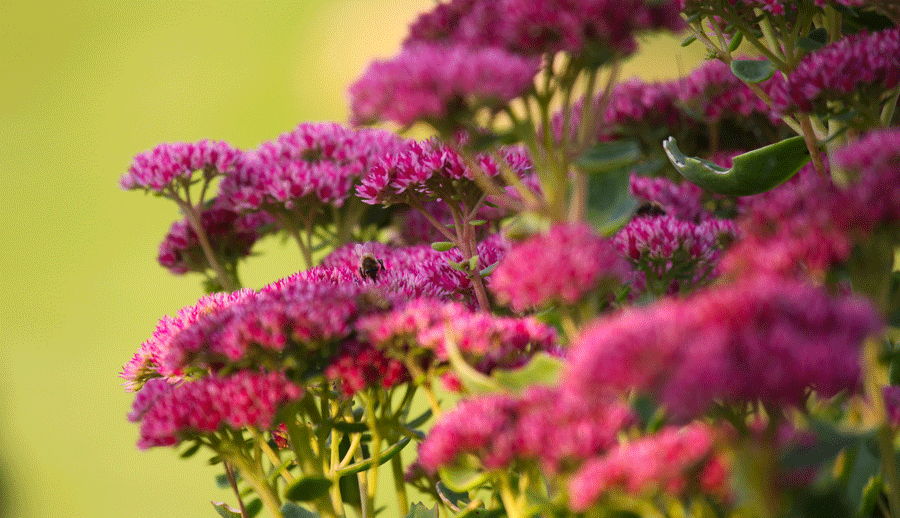 Sedum mit Blüte