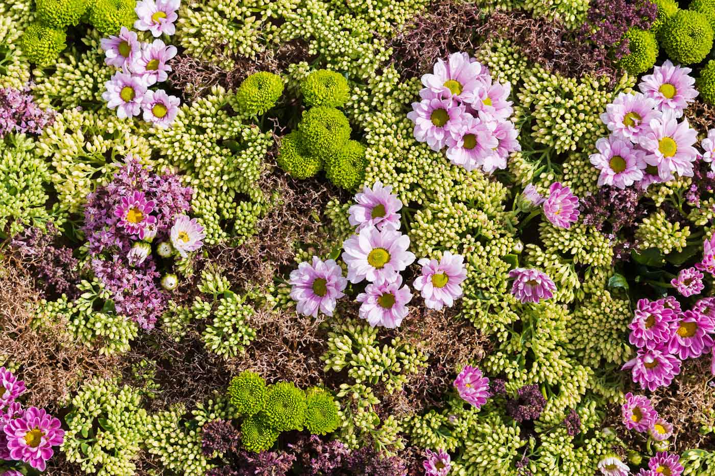 Bunte Sedum Bepflanzung 