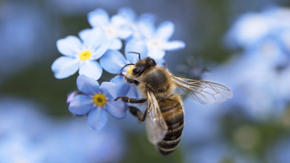 Biene auf Blüte