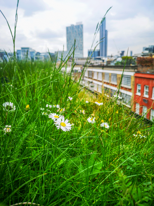 Gänseblümchen Gründach