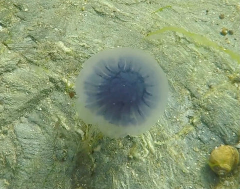 Blue jellyfish in British Seas in Cornwall underwater