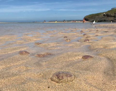 A swarm of Moon jellyfish washed up on a beach in Cornwall
