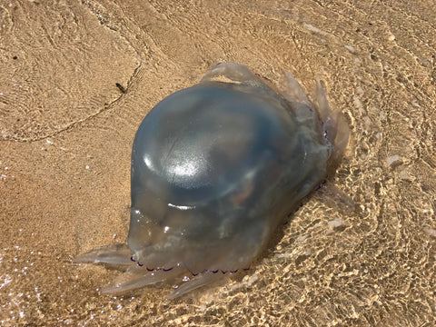 Barrell jellyfish washed up on a beach in Cornwall