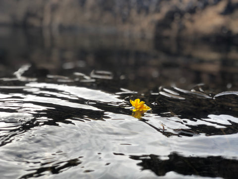 A dandelion floating in the waters of a Tidal Pool