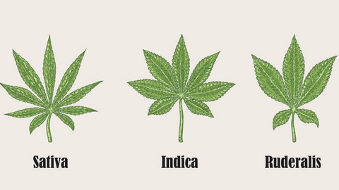 Cannabis Sativa Species