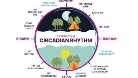 Circadian Rhythm 
