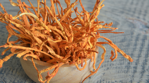 Cordyceps Mushroom in a bowl