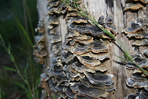 Coriolus Versicolor (Turkey Tail)