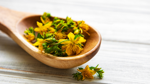 St. Johns Wort 