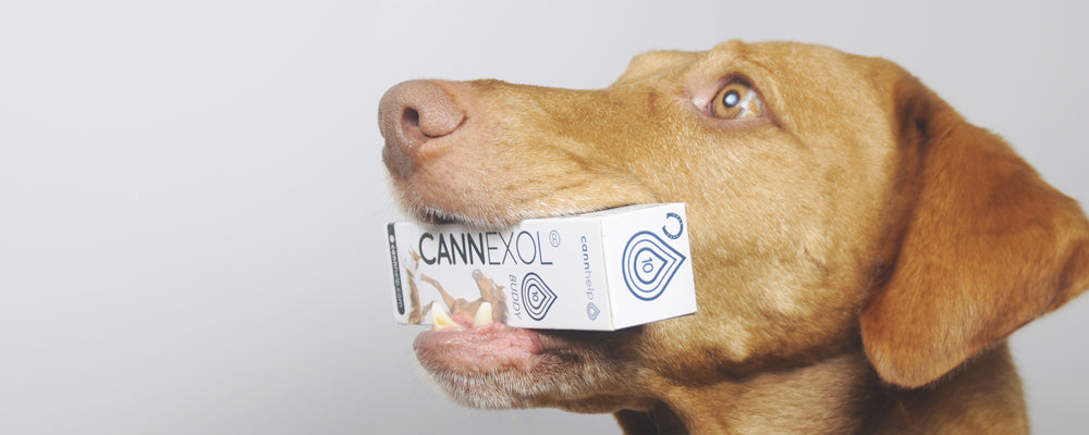 CANNEXOL Buddy CBD Öl für Hunde