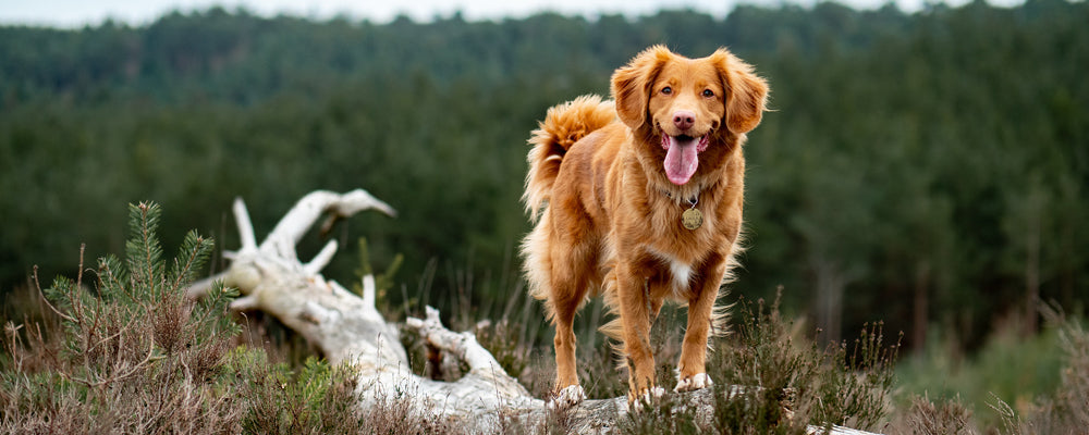 CBD für Hunde