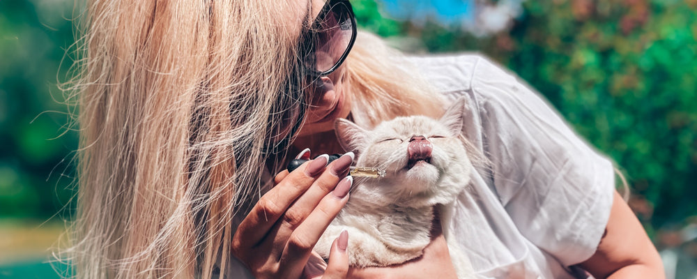 CBD für Katzen