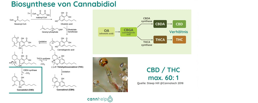 Cannabinoide