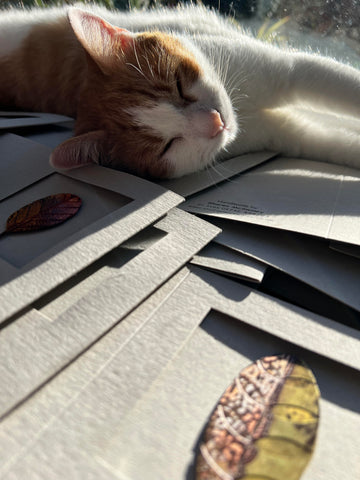 relaxed cat with greetings cards by Sharon Mcswiney
