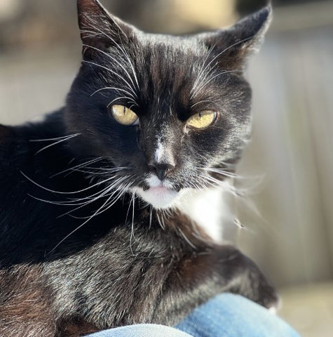 black and white cat called Timmy