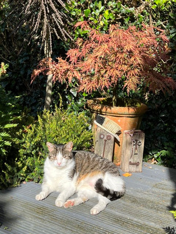 Barnaby cat in the garden with acer tree