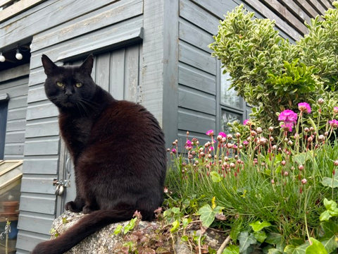 Sidney a black cat in a St Ives garden
