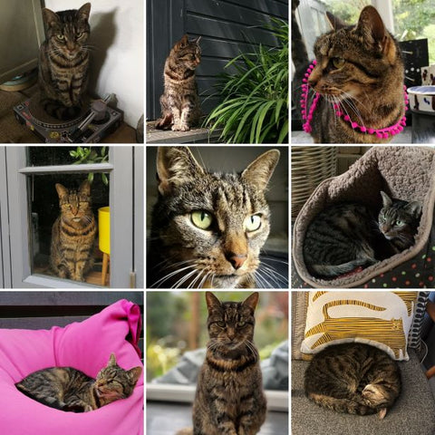 images of Taboo a tabby cat