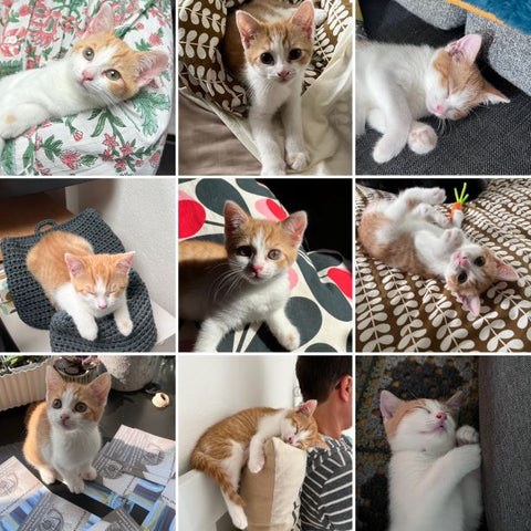 Treacle kitten collage of images