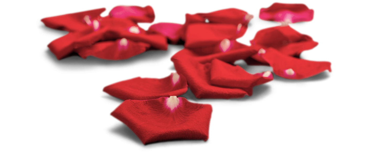 Rose Petals