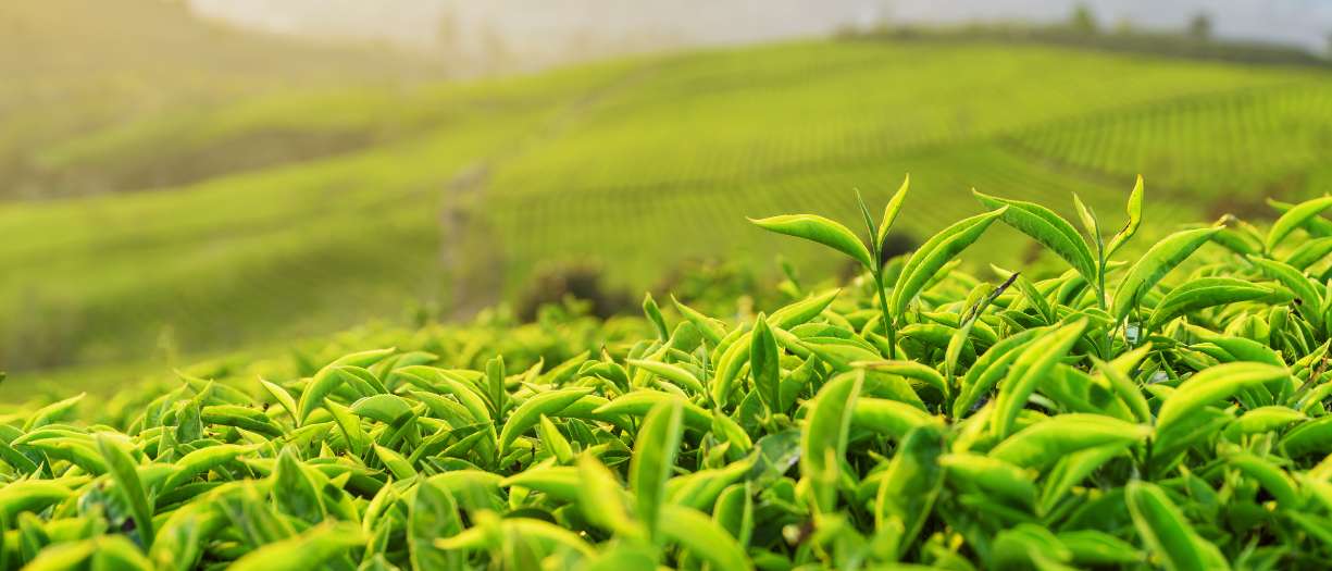 The Origins of Green Tea