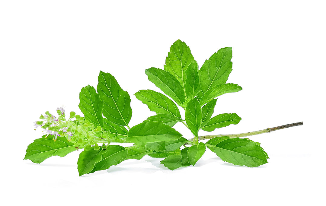 Tulsi