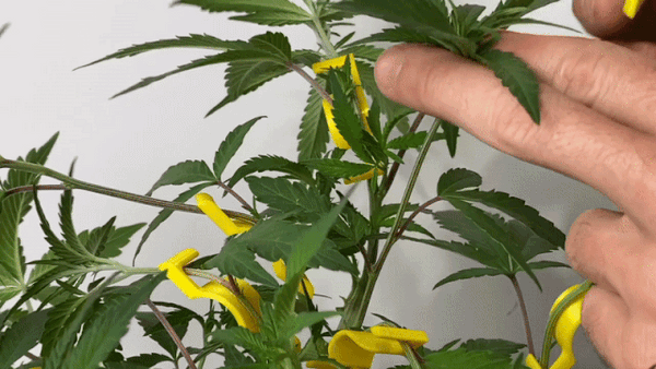 Inserting a BudClip LST clip on a cannabis branch