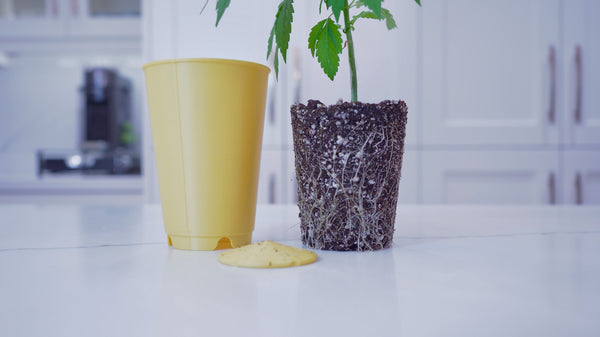 Cannabis seedling with root ball exposed beside the BudCups self-draining easy transplant cups