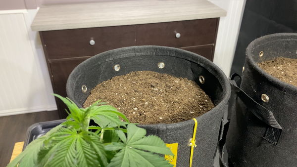 BudPots with soil inside and a seedling in front of it, at the corner