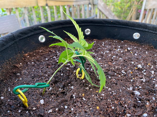 Cannabis seedling after low stress training for the first time