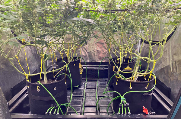 Cannabis plants in a grow tent shown from the bottom with lots of branches to support the buds. Using budhuggers and budpots