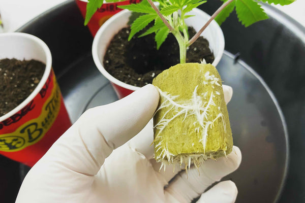 Rooted cannabis clone in Rockwool plug being held by a hand wearing white gloves