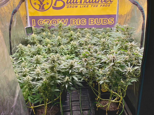 Indoor cannabis plants in the flowering stage growing in a grow tent with a BudTrainer "I Grow Big Buds" banner in the back